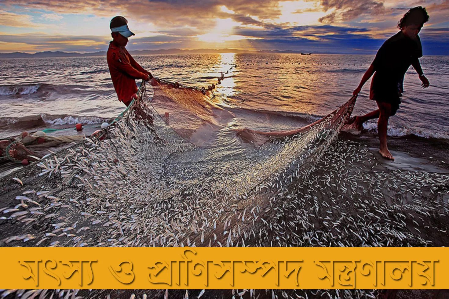 ১৯-চাকরি-দিচ্ছে-মৎস্য-ও-প্রাণিসম্পদ-মন্ত্রণালয়