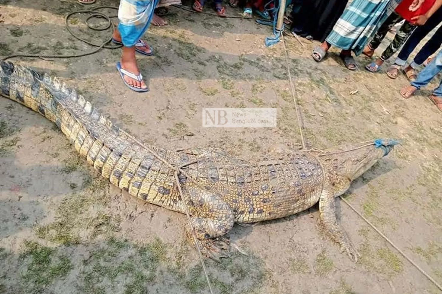 পুকুর থেকে কুমির উদ্ধার