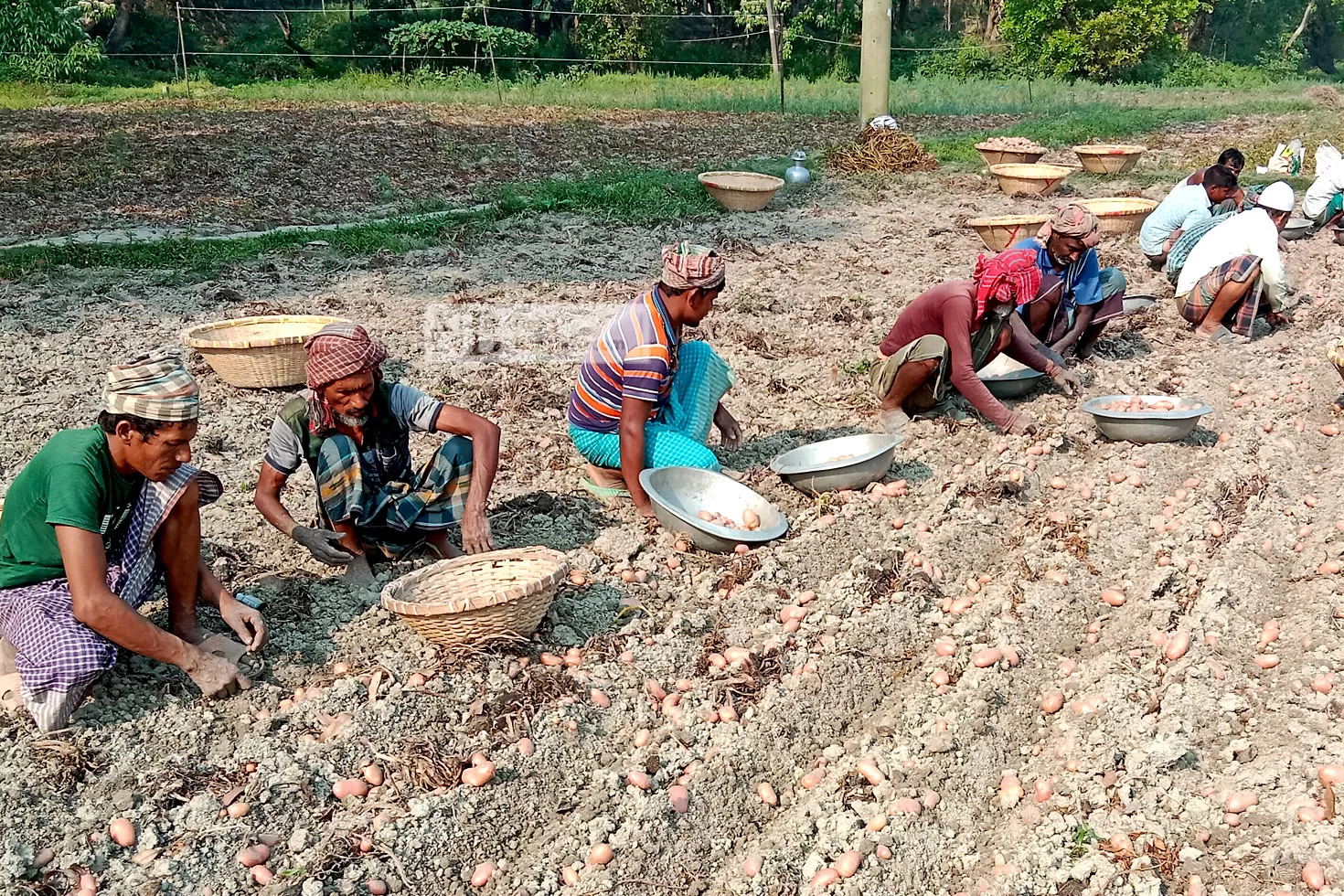 মুন্সীগঞ্জের আলু: বাজারে ওঠার আগেই ক্ষতির শঙ্কা