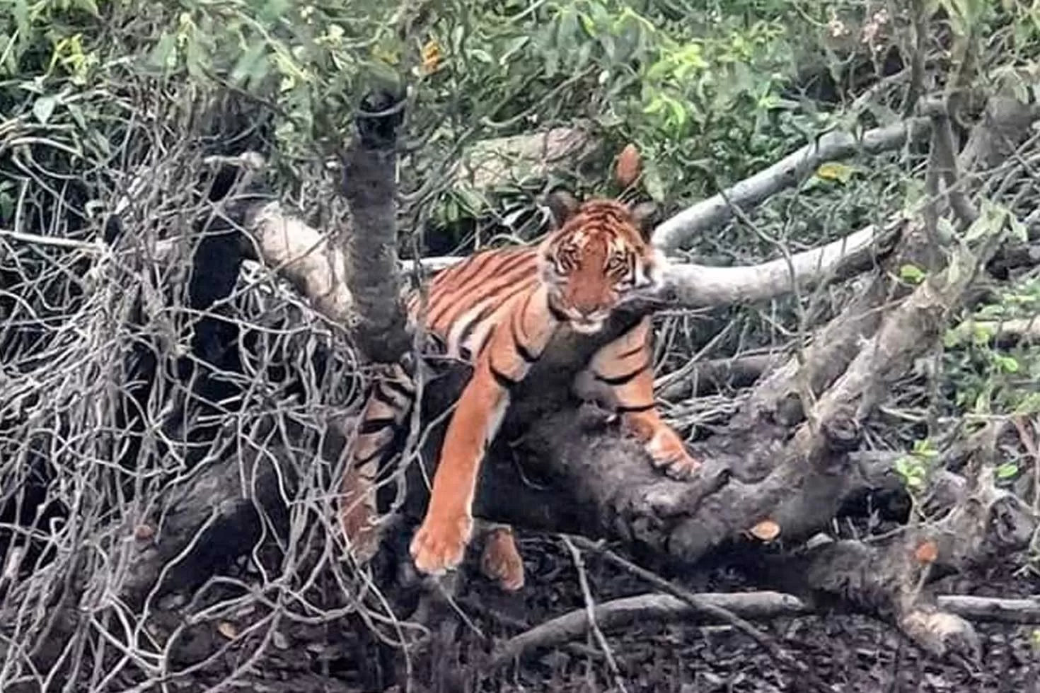 সুন্দরবনে-বাঘের-কাছাকাছি-পর্যটক