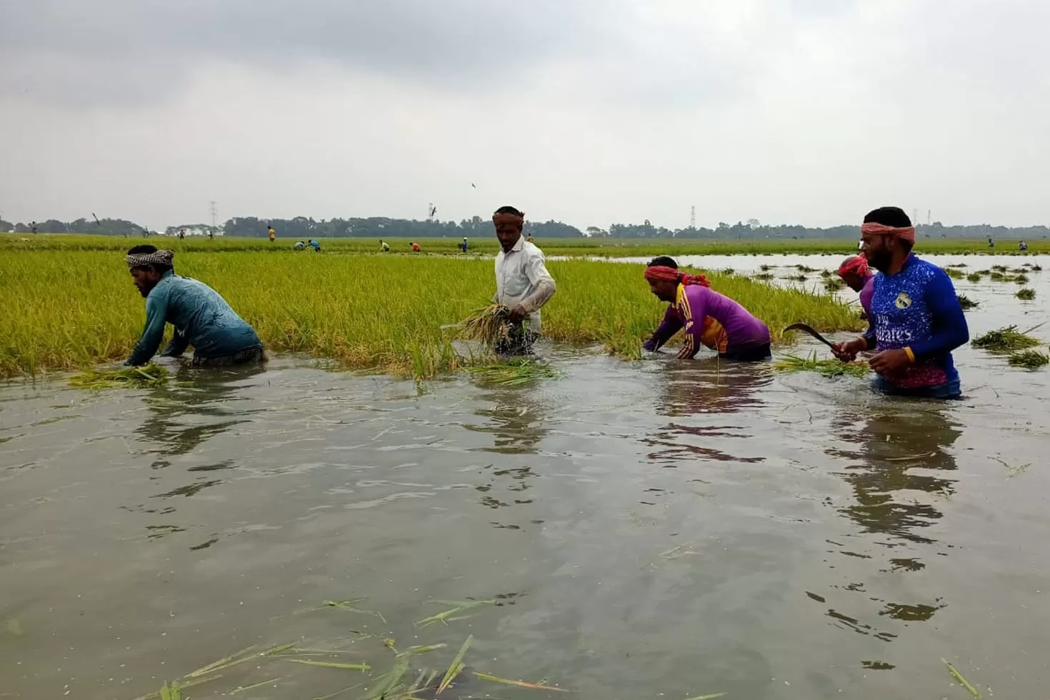কোমর-পানিতে-আধাপাকা-ধান-কাটছে-কৃষক
