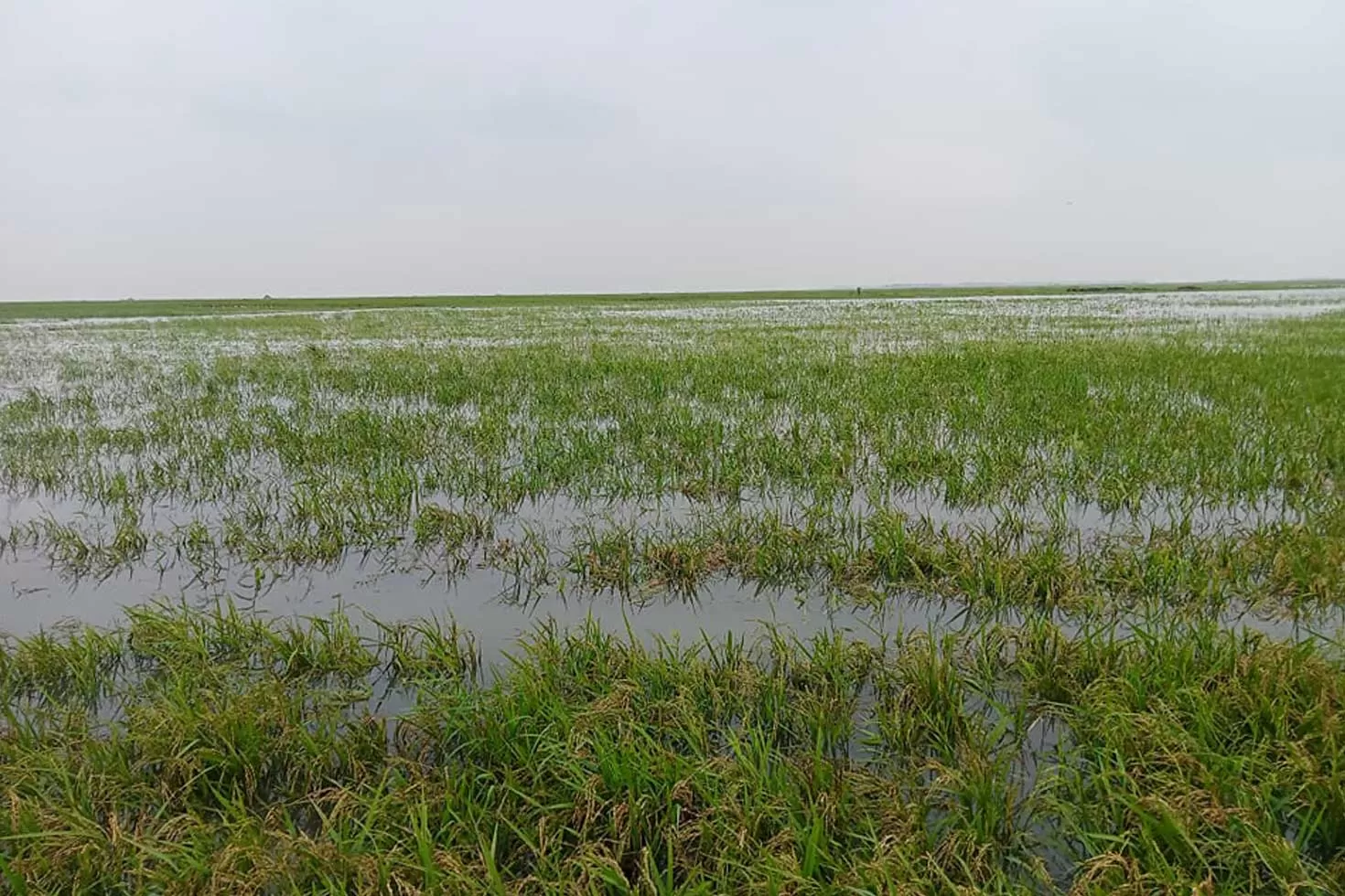 খালিয়াজুরী হাওরে ৩৭০ একর বোরো জমি প্লাবিত