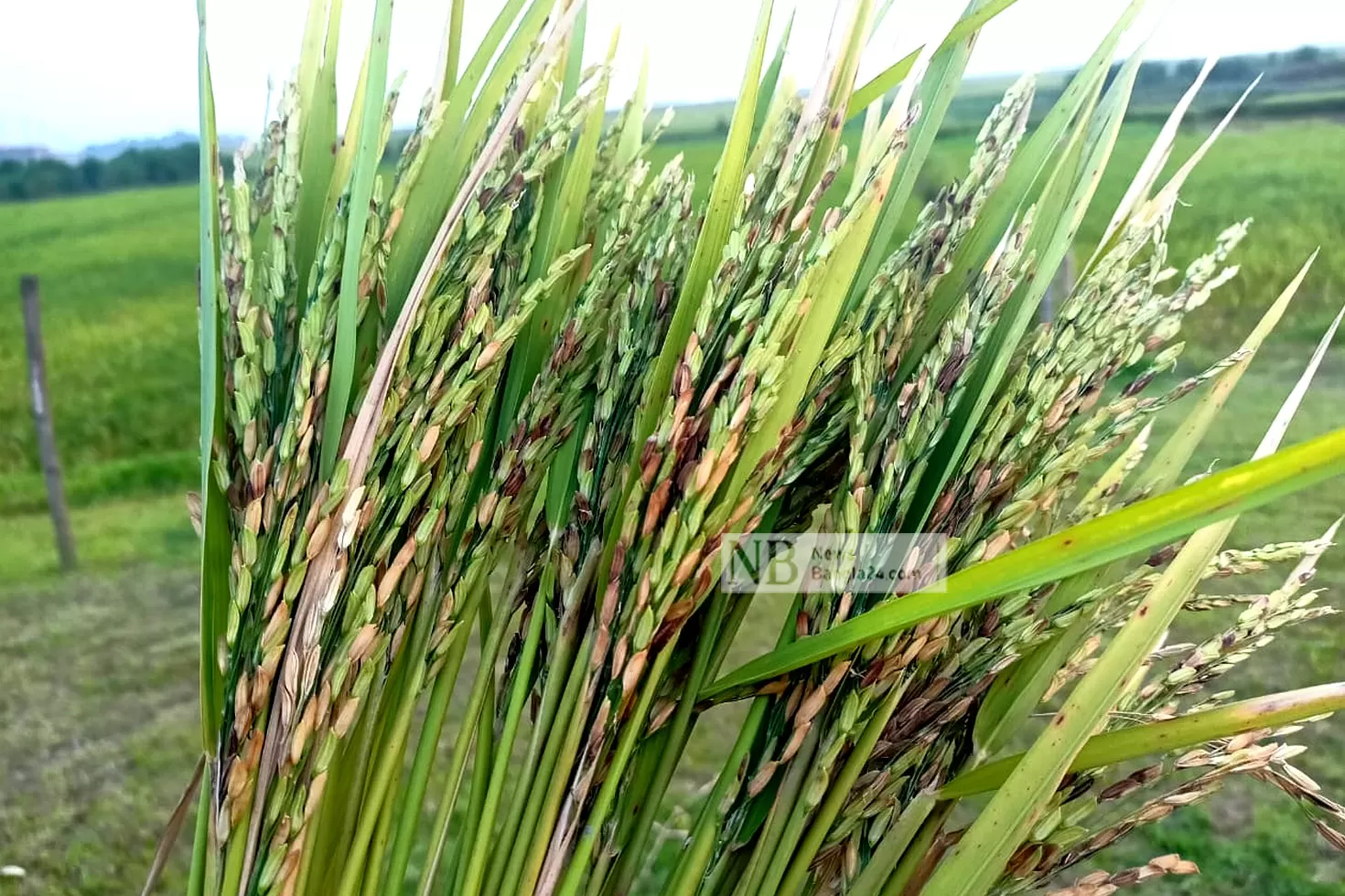 ব্রি-২৮ ধানে এবার ব্যর্থ হাওরের কৃষক