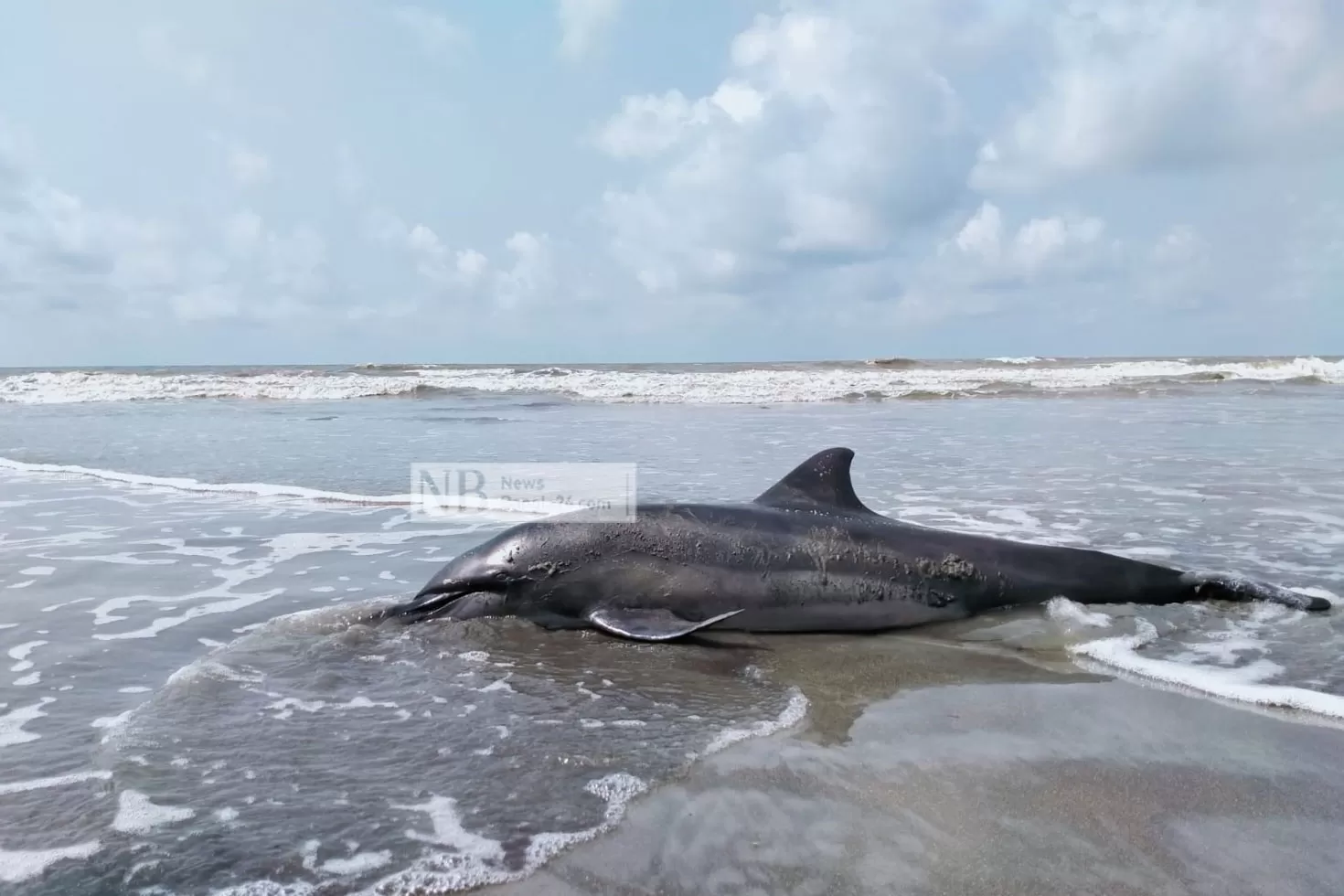 এবার কুয়াকাটা সৈকতে ‘সদ্যোমৃত’ ডলফিন