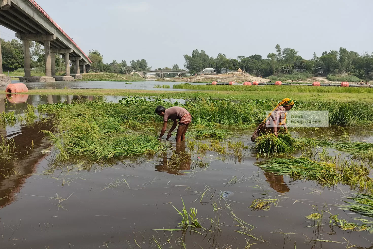 পাহাড়ি ঢলে বিলীন কৃষকের স্বপ্ন