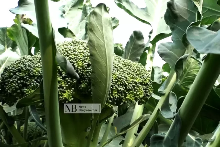 এক-মাস-পর-যুক্তরাজ্যে-সবজি-রপ্তানি-শুরু