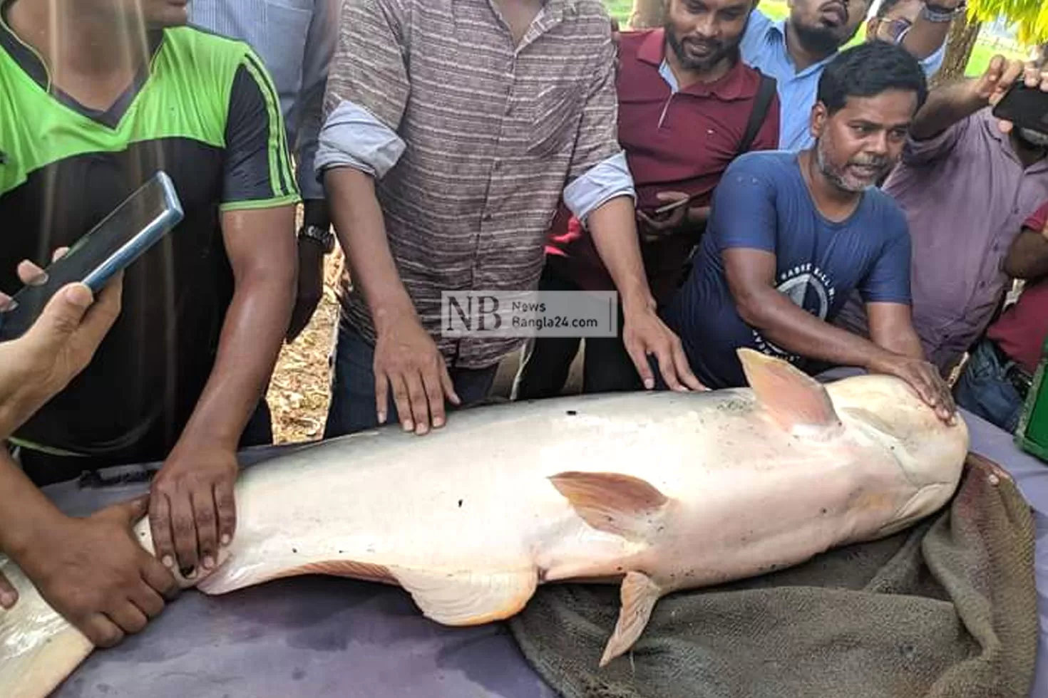 ১৫০ কেজির বেশি ওজনের পাঙ্গাশ