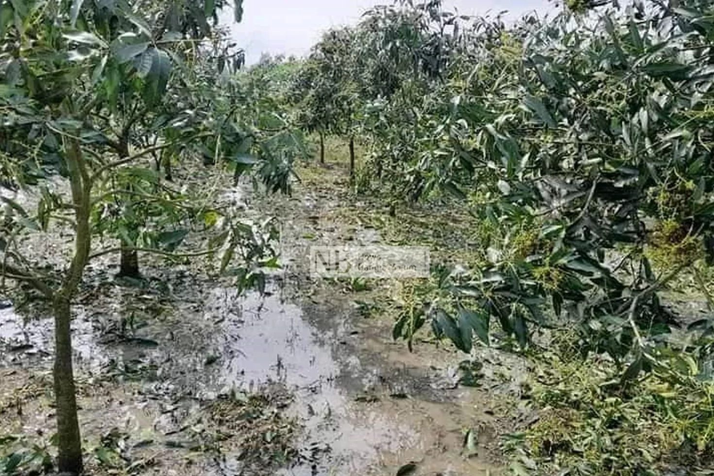 ঠাকুরগাঁওয়ে শিলাবৃষ্টিতে স্বপ্নভঙ্গ চাষির