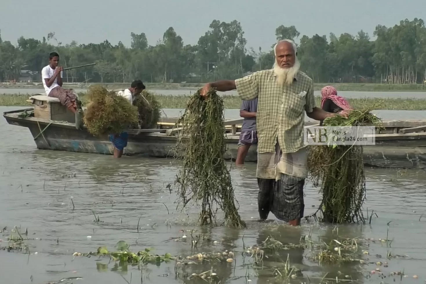 তিস্তার পানিতে ফসলের ক্ষতি, দিশাহারা কৃষক