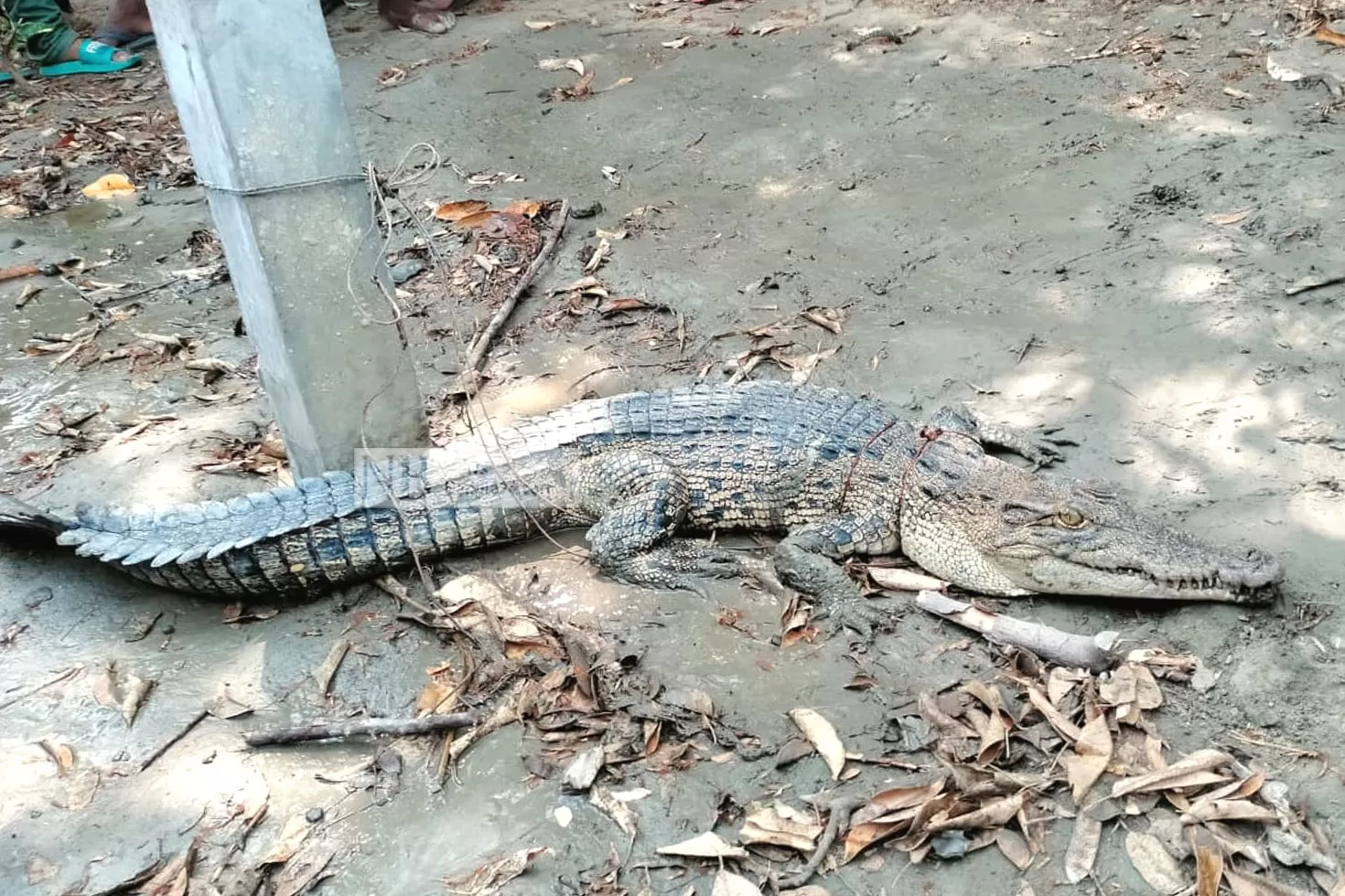 চিংড়ি ঘেরে কুমির