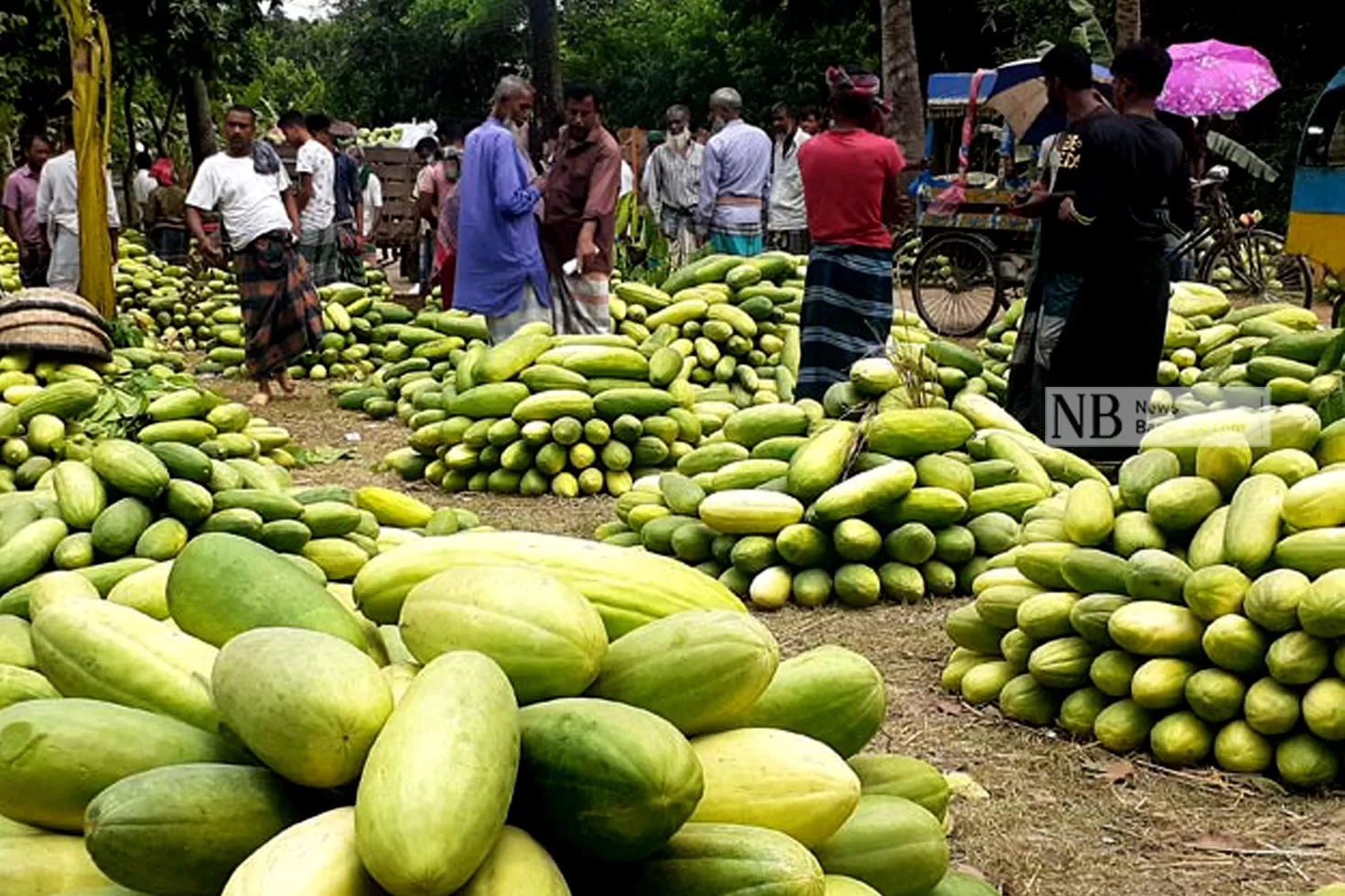 বাঙ্গির বাজারে কৃষকের স্বস্তি