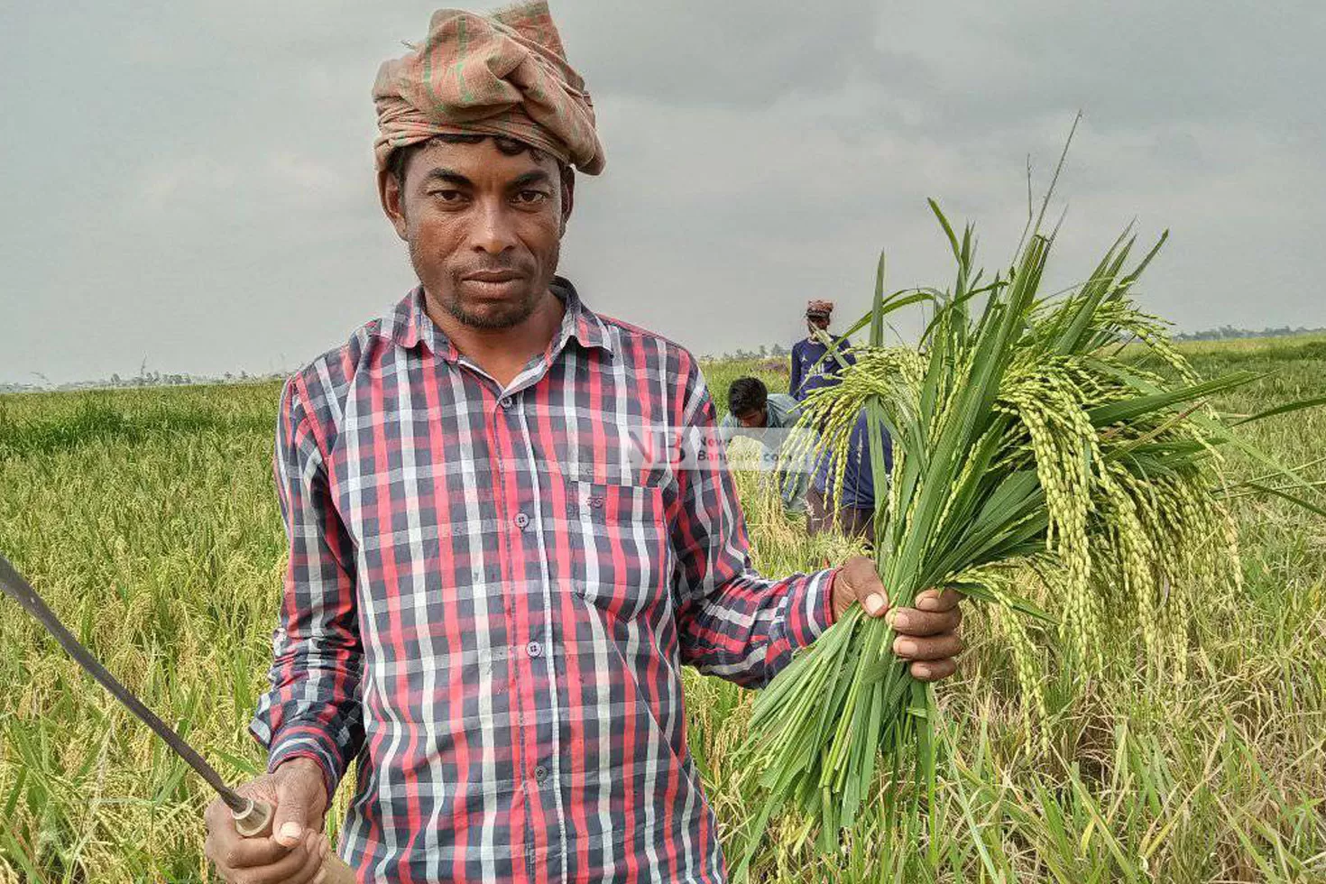 বন্যার পূর্বাভাসে আধাপাকা ধানেই কাচি