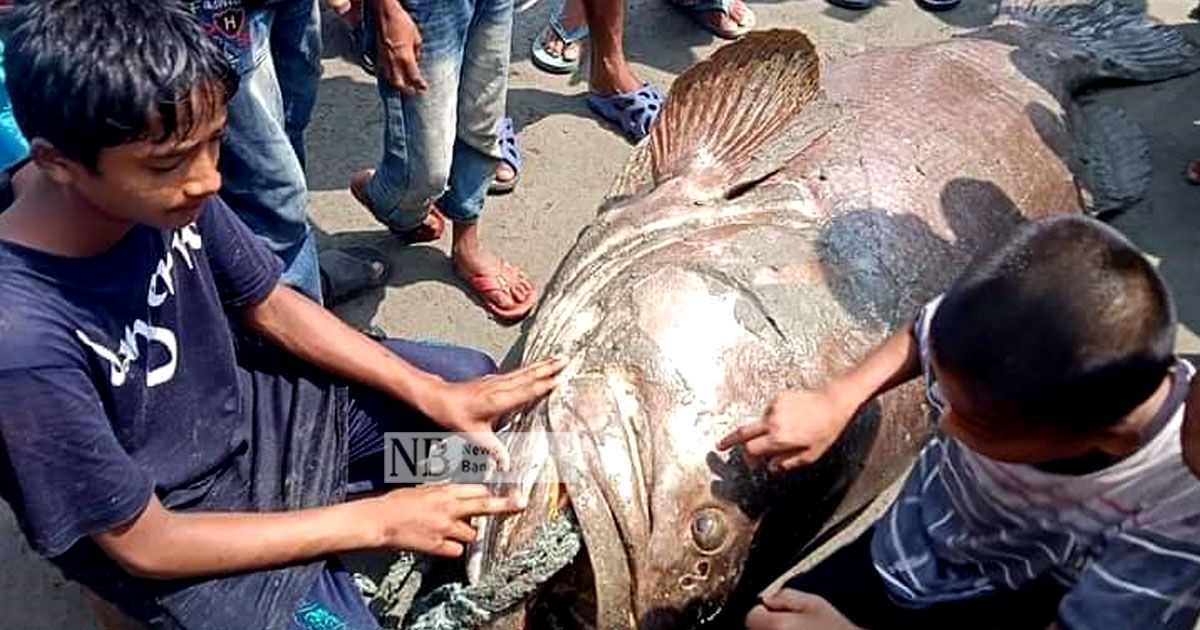 ১৫০ কেজির বোল মাছ বিক্রি লাখ টাকায়