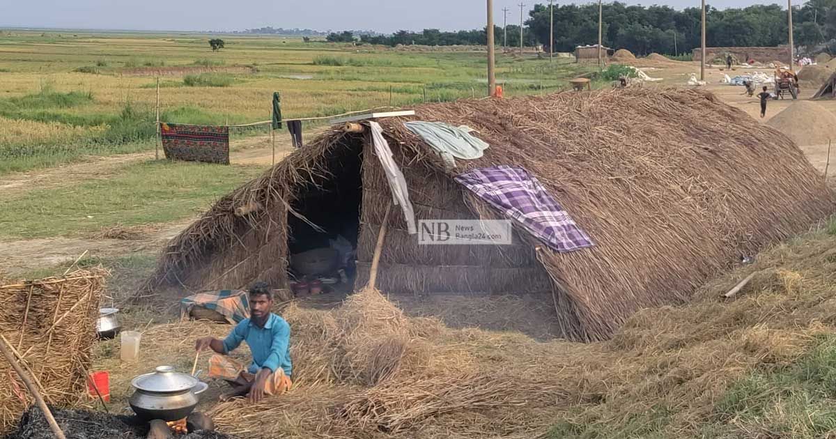 ধান-কাটার-ধুম-হাওরেই-খাইদাই-ঘুমাই