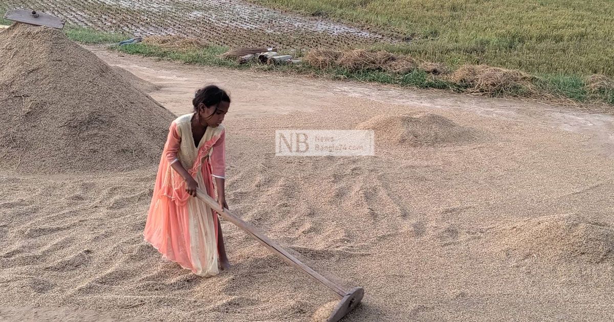 পড়া ফেলে ধান কাটায় হাওরের শিশুরা