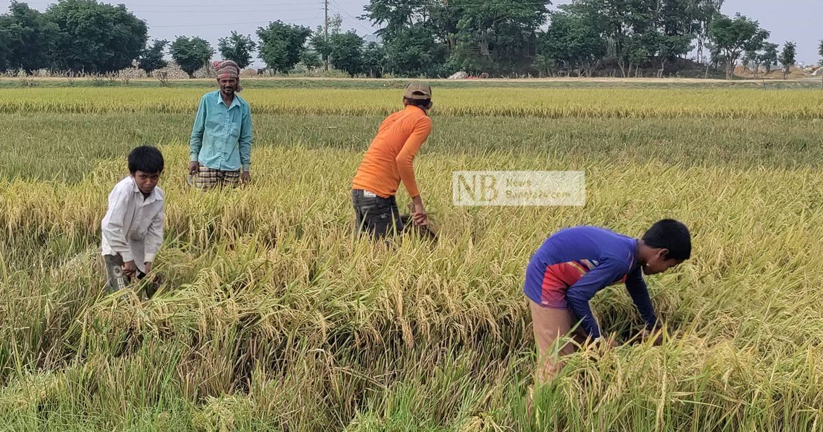 পড়া ফেলে ধান কাটায় হাওরের শিশুরা