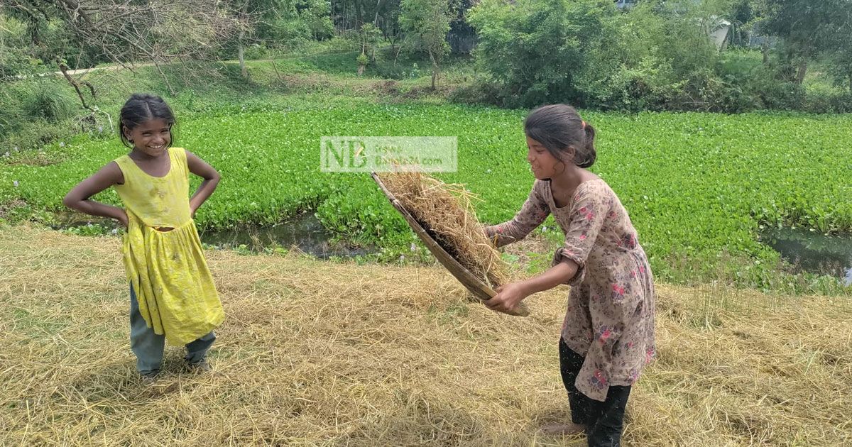 পড়া ফেলে ধান কাটায় হাওরের শিশুরা