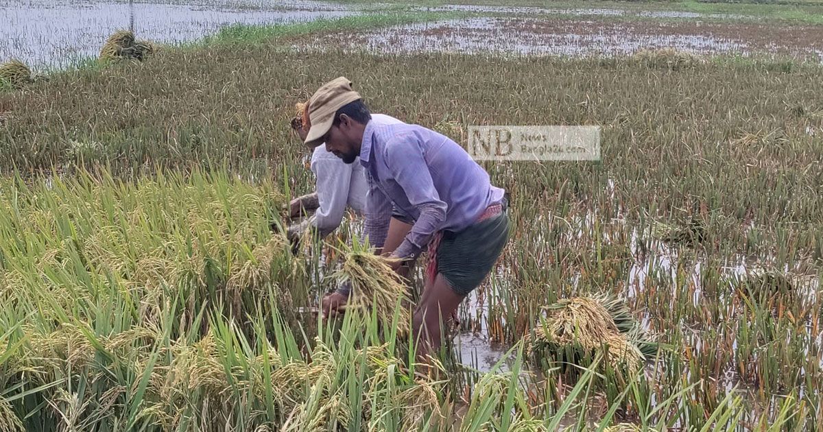 উৎসবের মাসে হাওরে বিষাদ