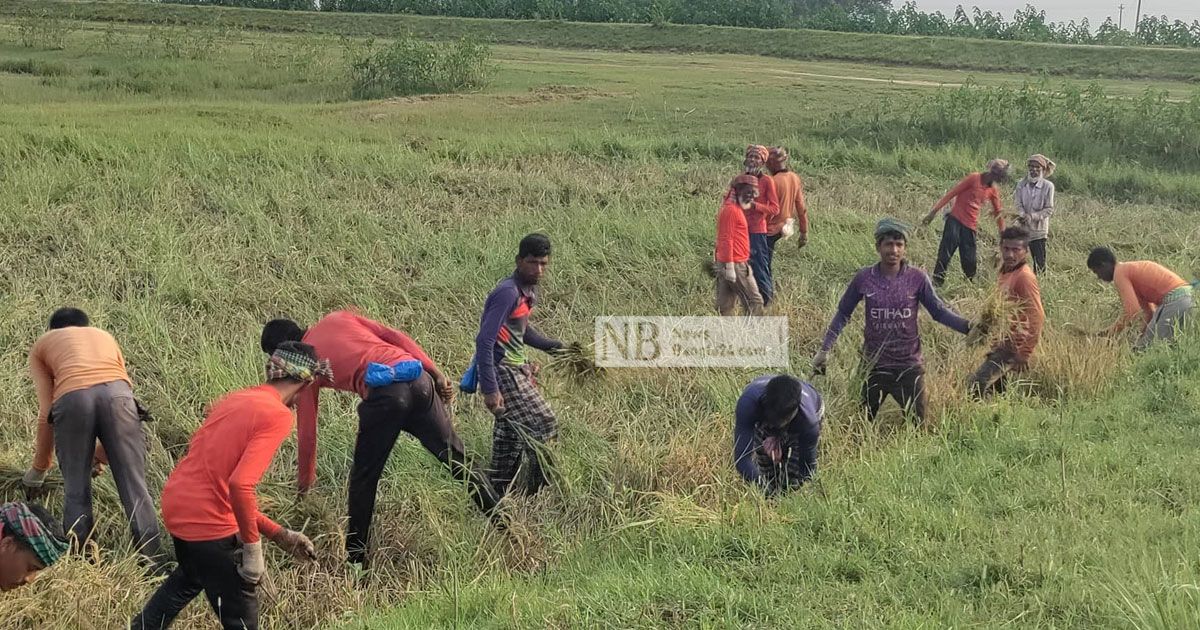 উৎসবের মাসে হাওরে বিষাদ