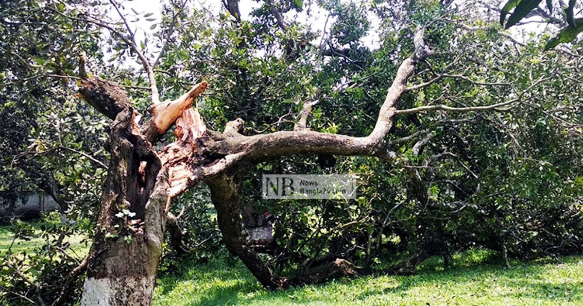 কালবৈশাখীতে-ঝরেছে-আম-ক্ষতিগ্রস্ত-ফসলের-মাঠও
