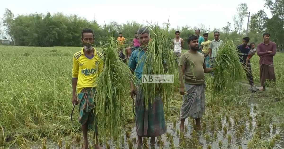 ঈদ নেই ফসল হারানো কৃষক পরিবারে