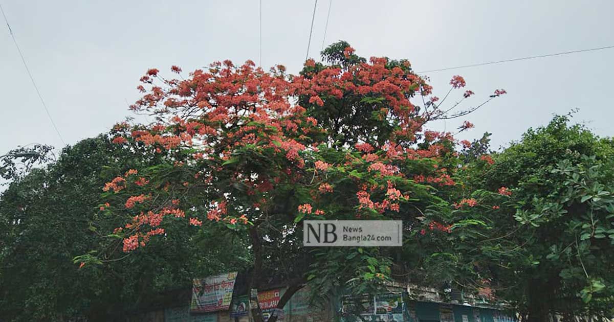 শীতলতার পরশ নিয়ে এলো বৃষ্টি