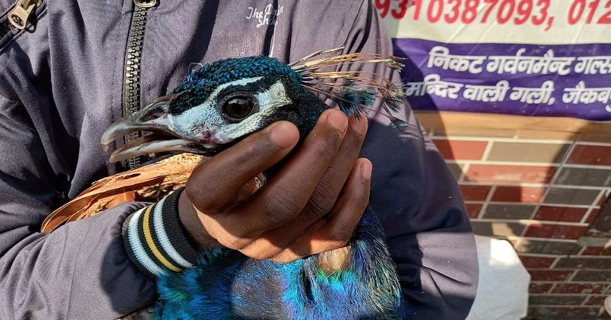 ভারতে হিটস্ট্রোকে আক্রান্ত হচ্ছে পাখিরা 