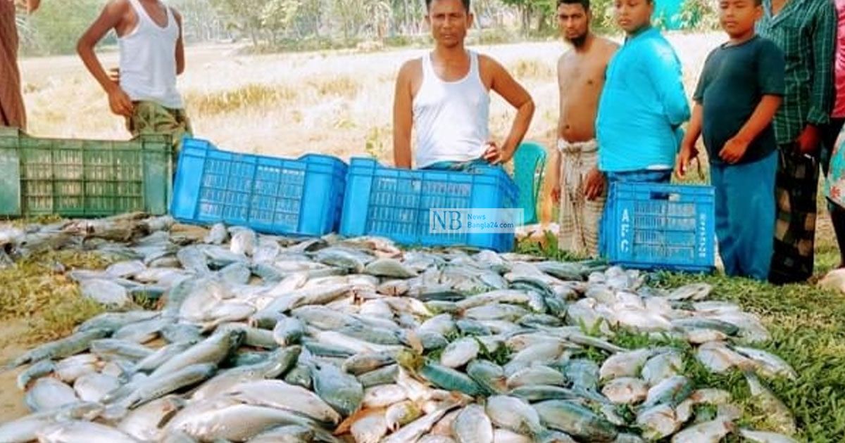 ফিশারিতে দুর্বৃত্তদের বিষ, ৮ লাখ টাকার মাছ নিধন