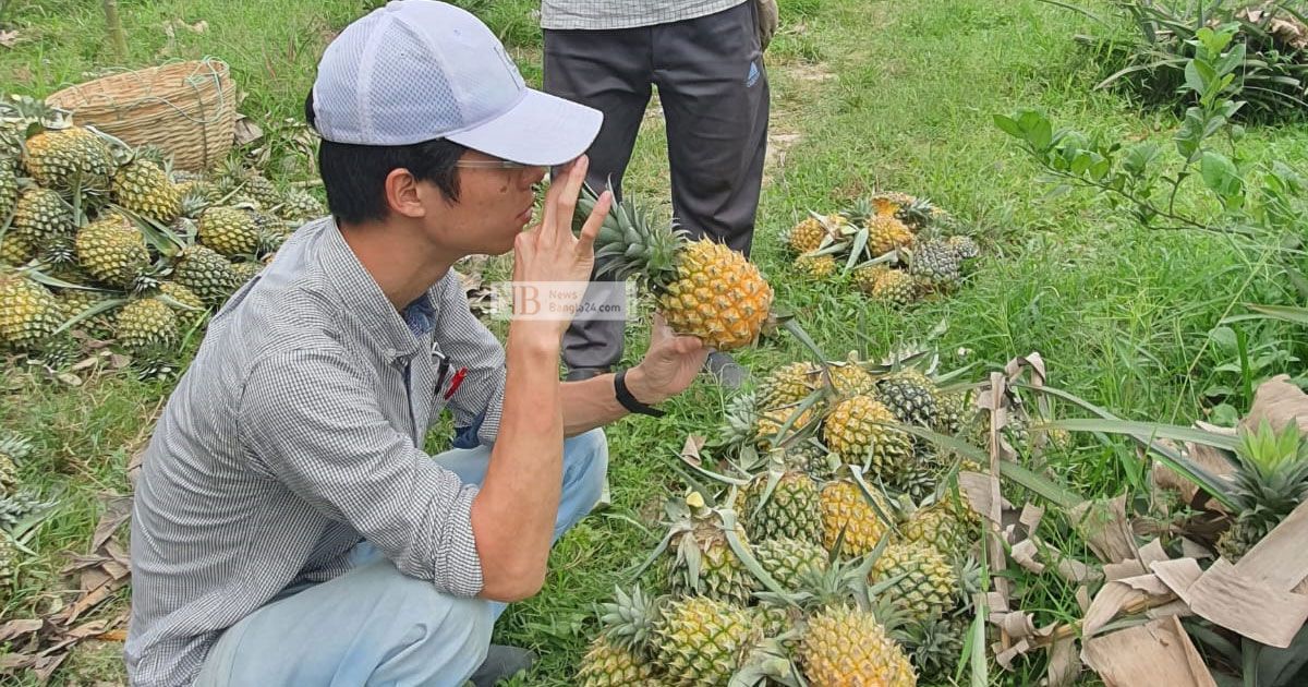 মৌলভীবাজারে আনারসের পাতা থেকে ‘উন্নত’ সুতার সম্ভাবনা