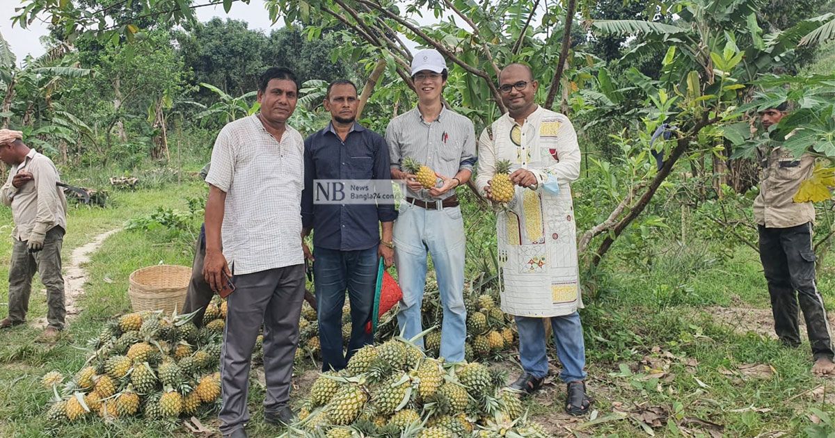 মৌলভীবাজারে আনারসের পাতা থেকে ‘উন্নত’ সুতার সম্ভাবনা