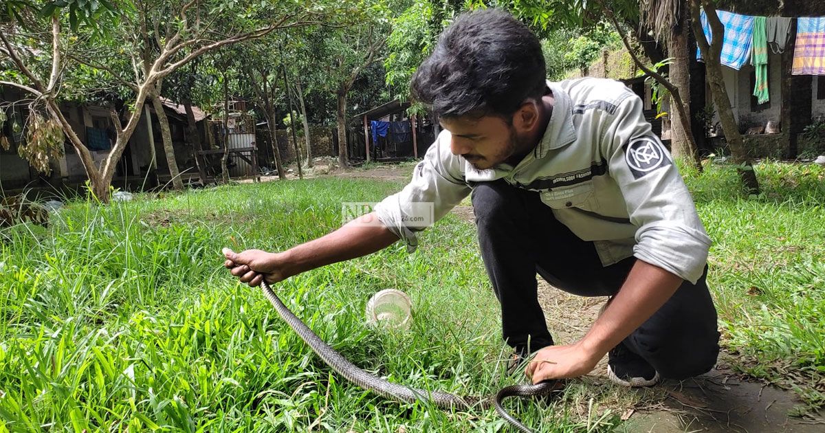 ২ হাজারেরও বেশি সাপ উদ্ধার করেছেন এই তরুণরা