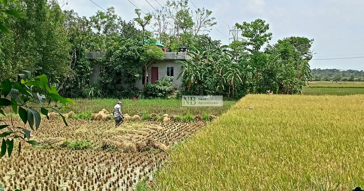 ধান কাটা শ্রমিকের মজুরি বাড়ায় বিপাকে কৃষক 