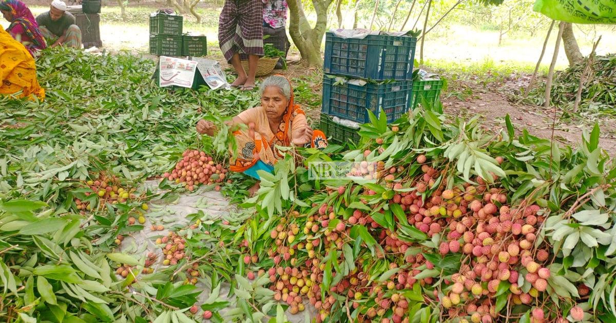 আসানির আঘাতের শঙ্কায় কাঁচা লিচু ঘরে 