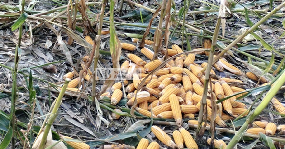 ঝড়ে ক্ষতিগ্রস্ত ভুট্টা, দামে কিছুটা স্বস্তি