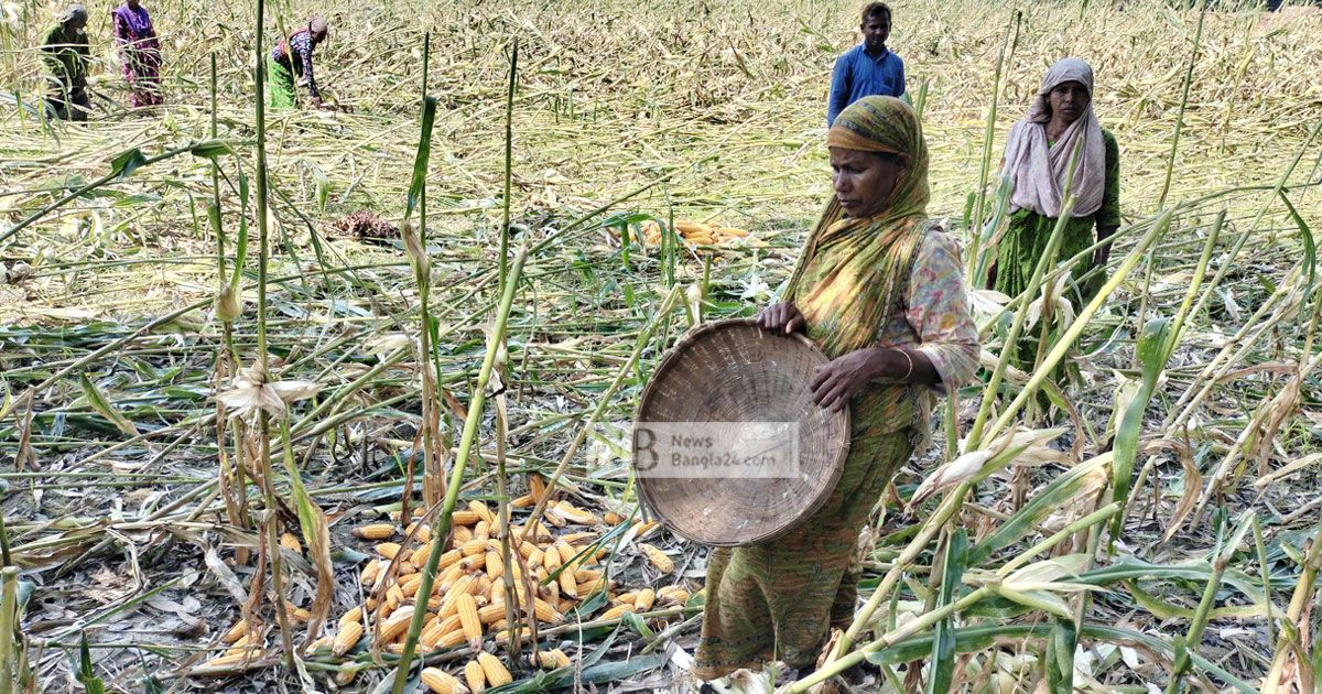 ঝড়ে ক্ষতিগ্রস্ত ভুট্টা, দামে কিছুটা স্বস্তি