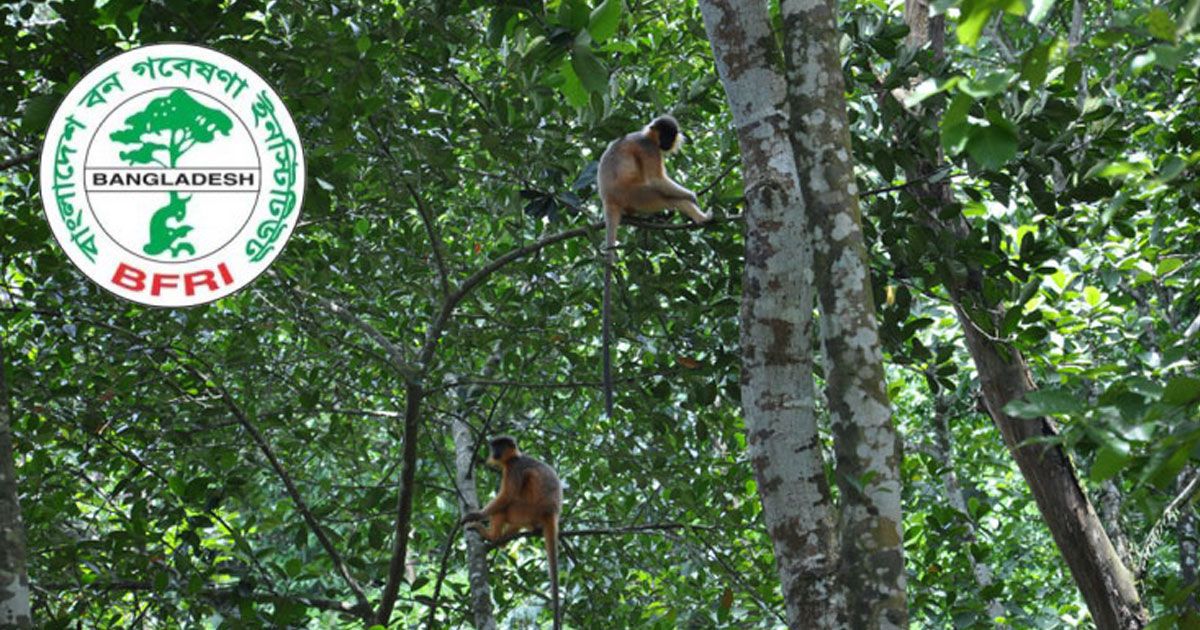 বন গবেষণা ইনস্টিটিউটে ৮৯ চাকরি, ফরম পূরণ চলছে