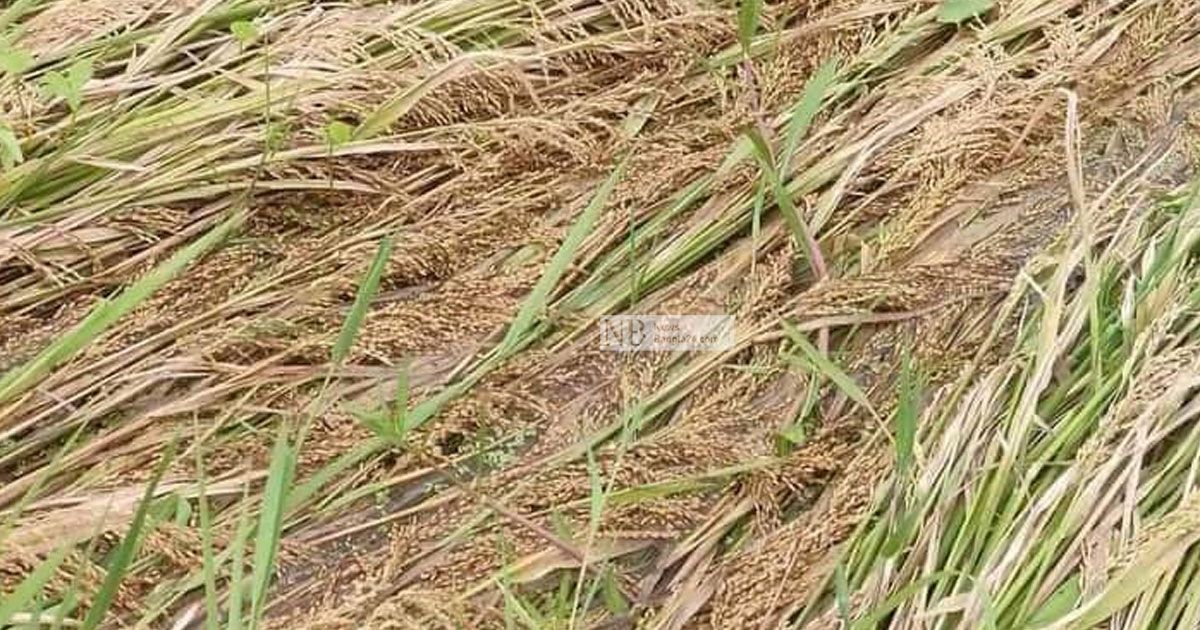 ক্ষেতেই পচে যাচ্ছে ধান, ঘরে তোলা নিয়ে শঙ্কা