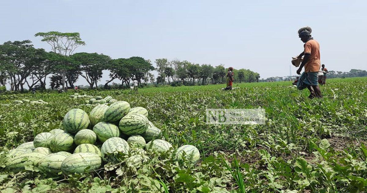 দাম কমেছে তরমুজের, শঙ্কায় চাষিরা 