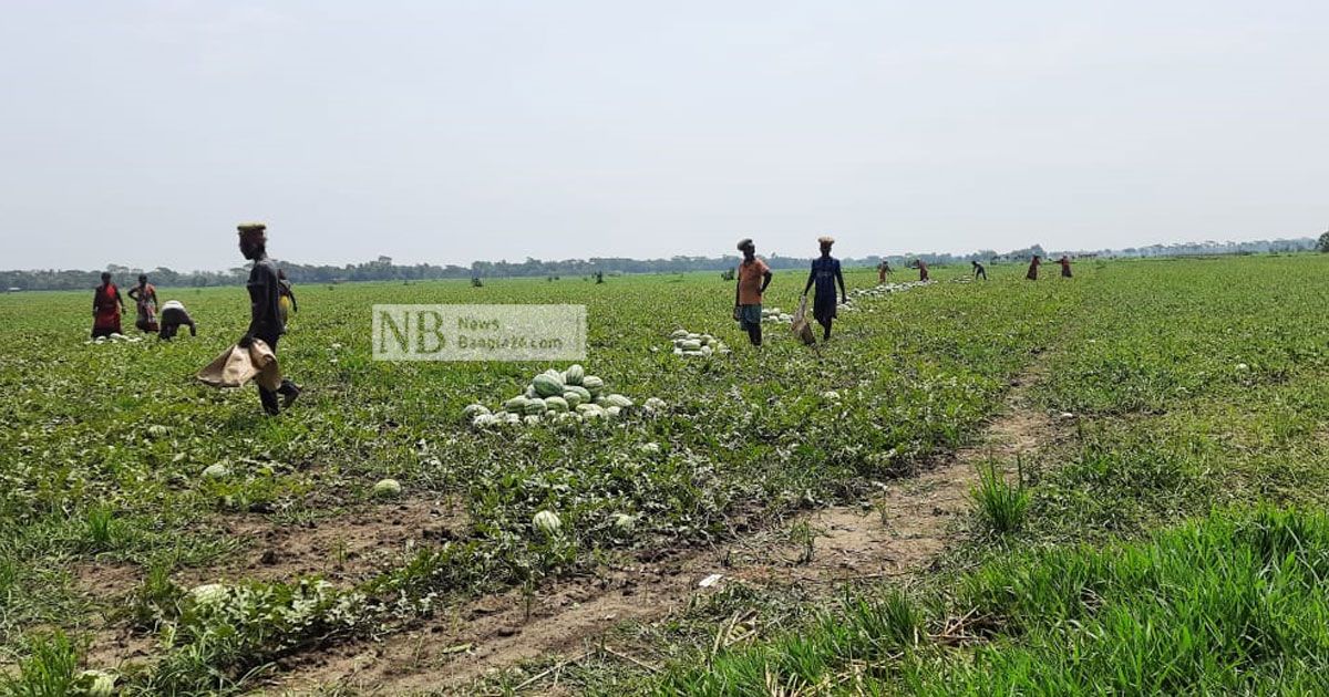 দাম কমেছে তরমুজের, শঙ্কায় চাষিরা 