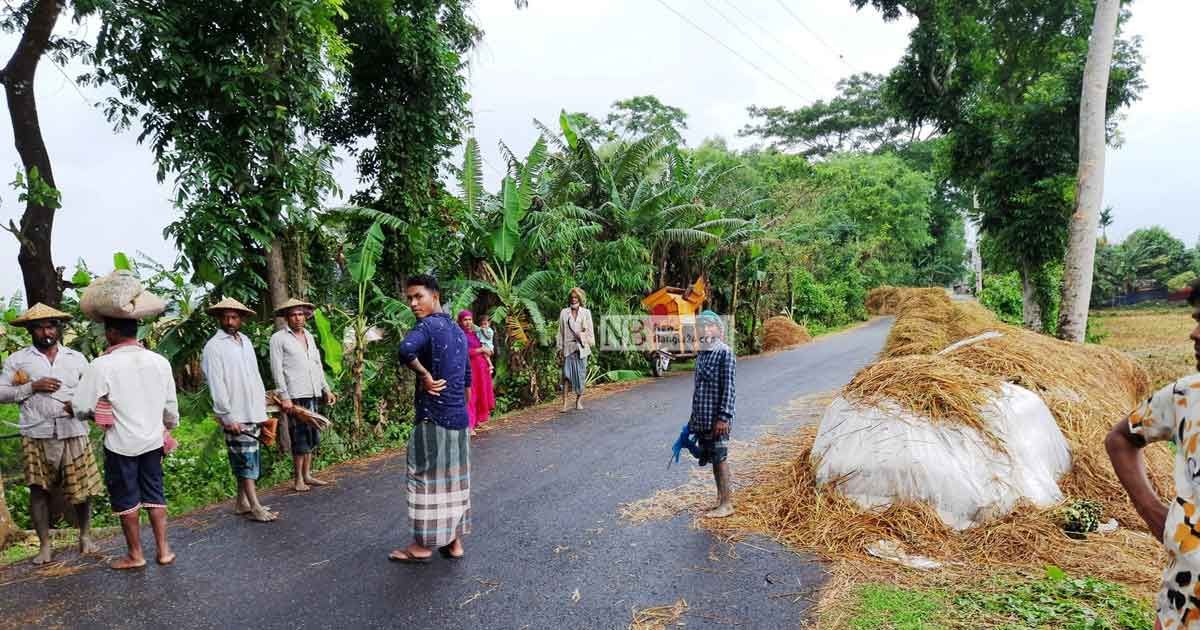 ঘূর্ণিঝড় আসানি: আধাপাকা ধান কাটছেন চাষি