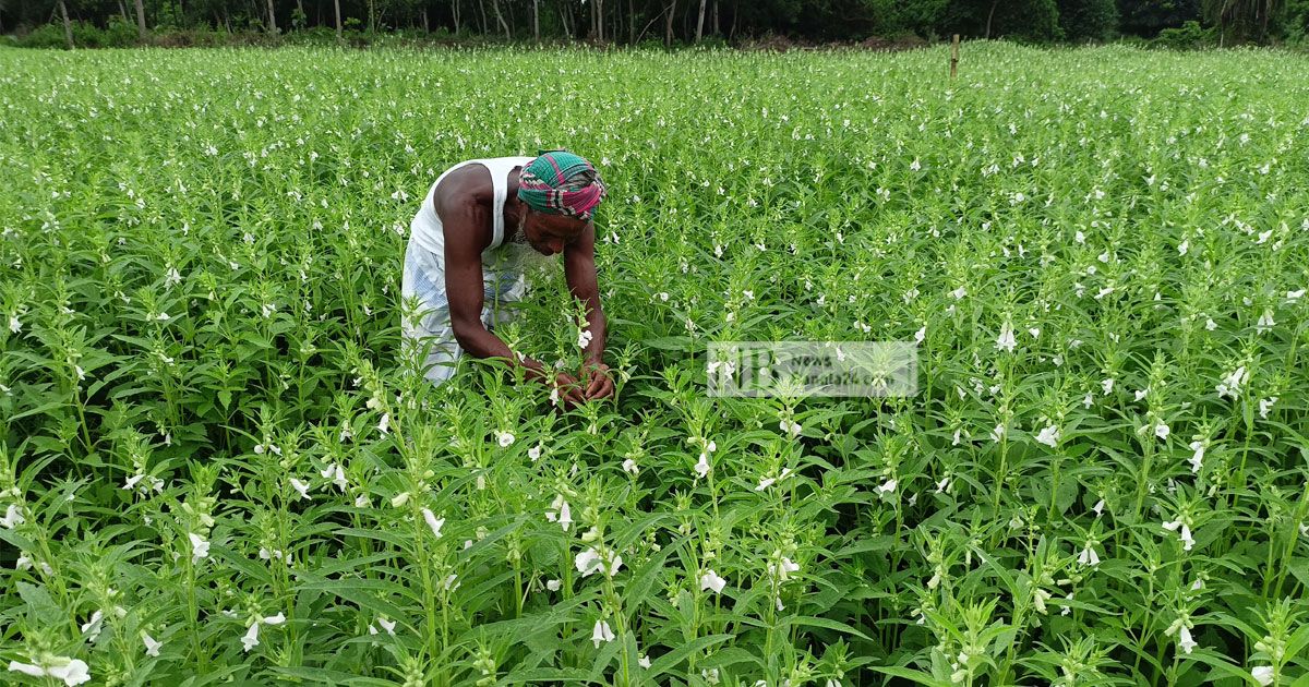 পতিত জমিতে তিল চাষে সফলতা