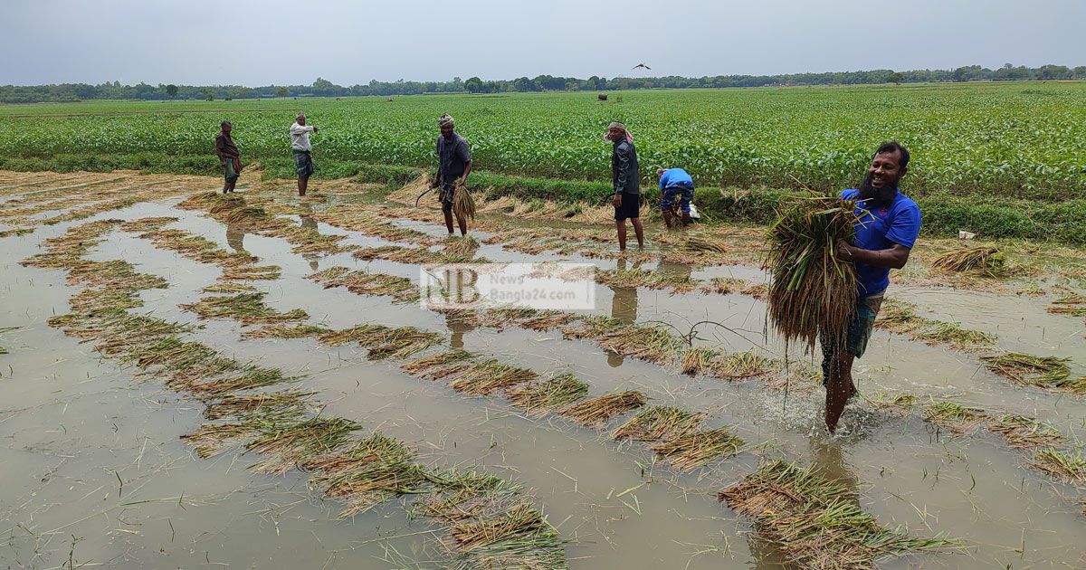 শ্রমিক সংকটে কাটা ধান মাঠে