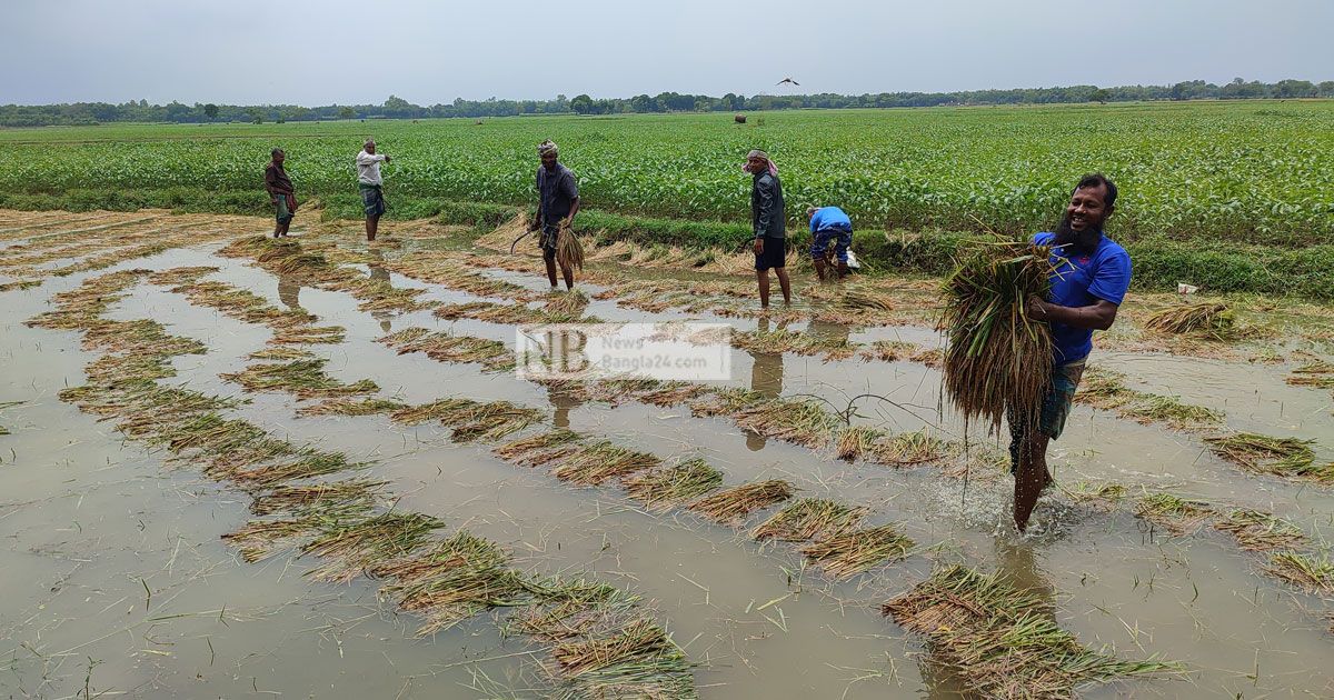 শ্রমিক সংকটে কাটা ধান মাঠে