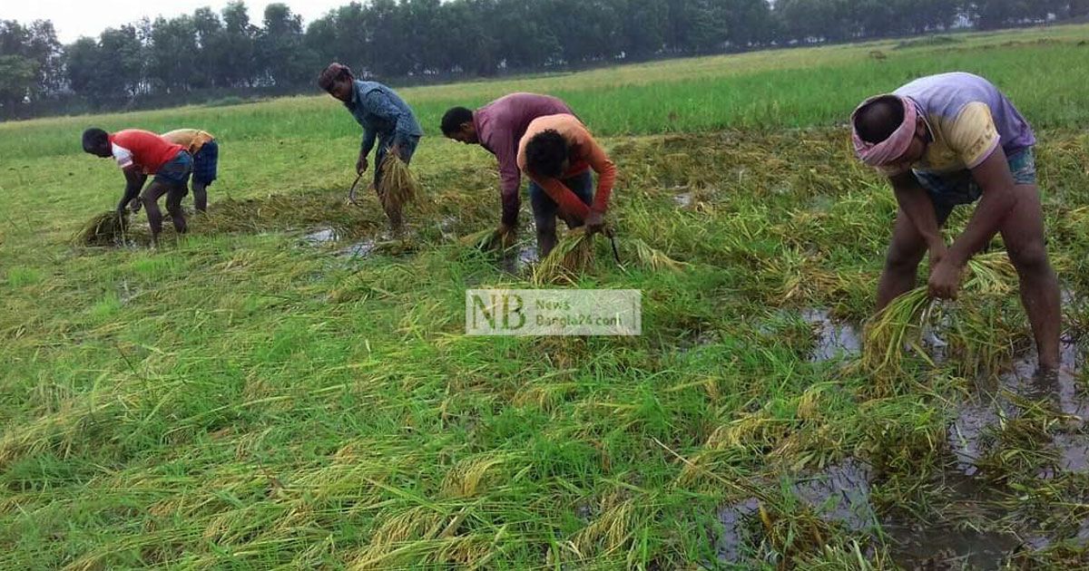 শ্রমিক সংকটে কাটা ধান মাঠে