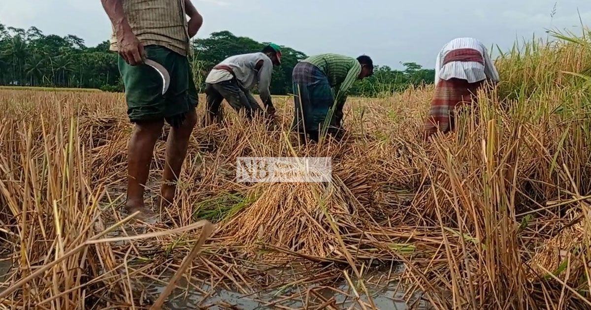 শ্রমিক সংকটে কাটা ধান মাঠে