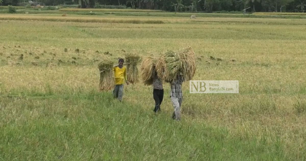 শ্রমিক সংকটে কাটা ধান মাঠে