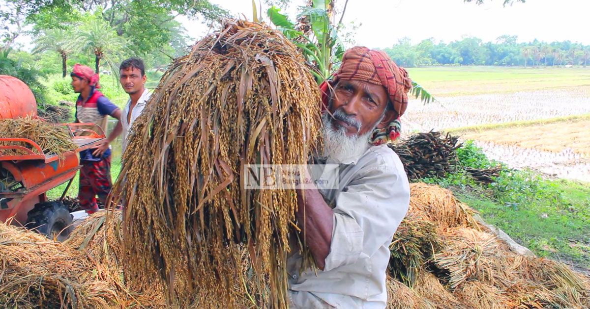 পানিতে-তলিয়ে-নষ্ট-হচ্ছে-পাকা-ধান-কৃষকের-হাহাকার