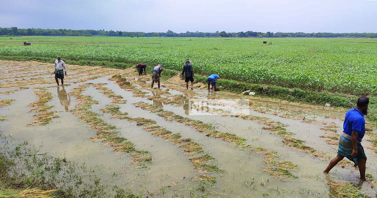 পাকা ধান ডোবায় দিশেহারা চাষিরা