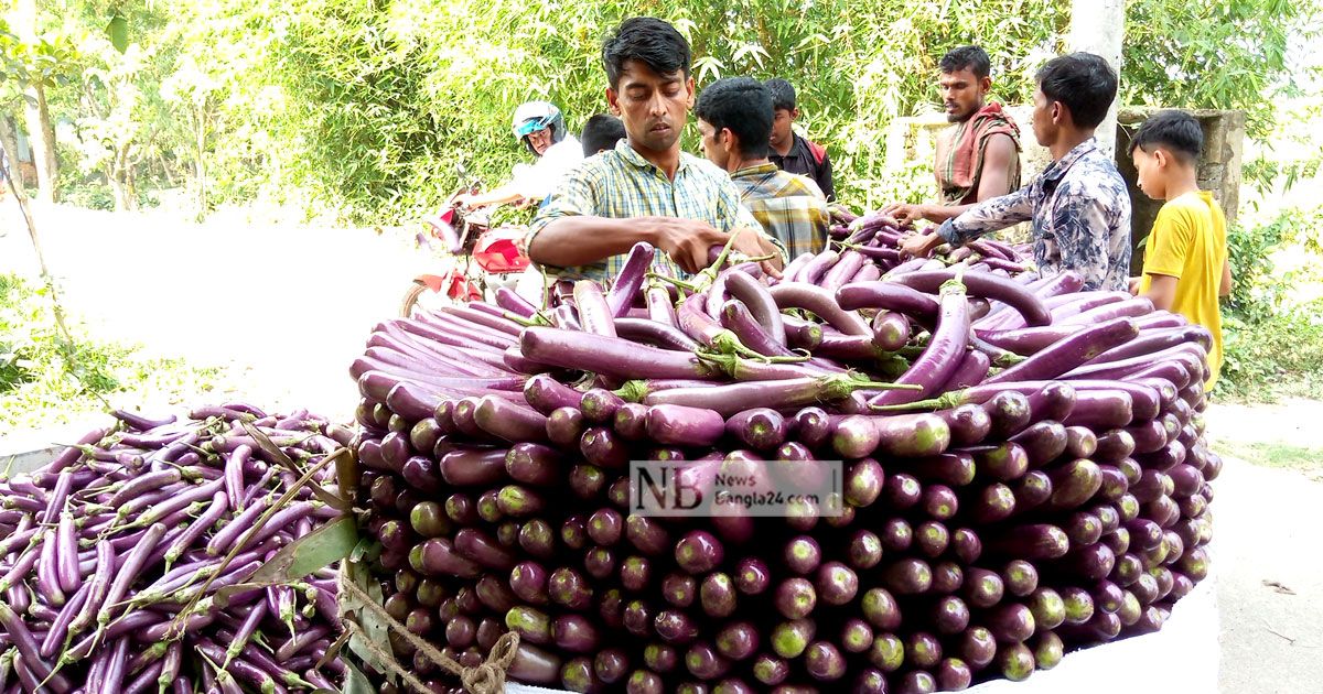 বেগুনের ভালো ফলন, বেড়েছে চাহিদাও 