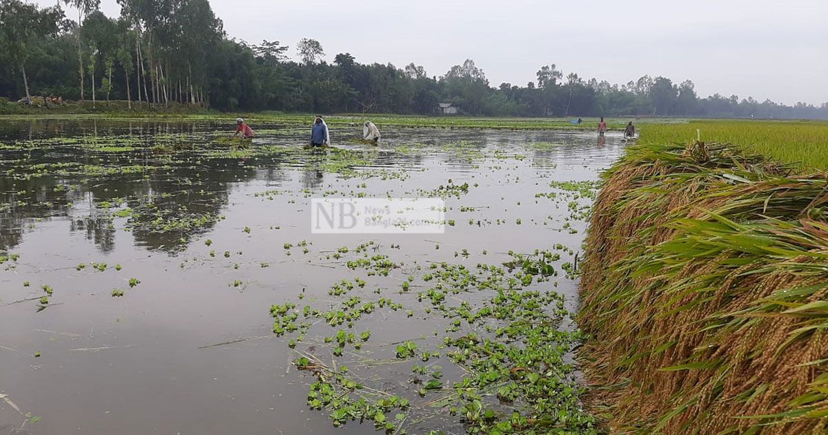 ২ দিনের বৃষ্টিতে ধান নিয়ে বিপাকে কৃষক